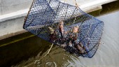 Nya regler för kräftfiske överklagas