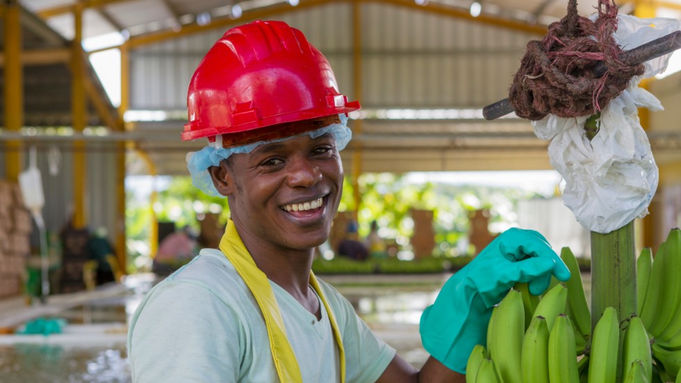 Louis Isma arbetar med produktion av Fairtrade-bananer i Dominikanska republiken.