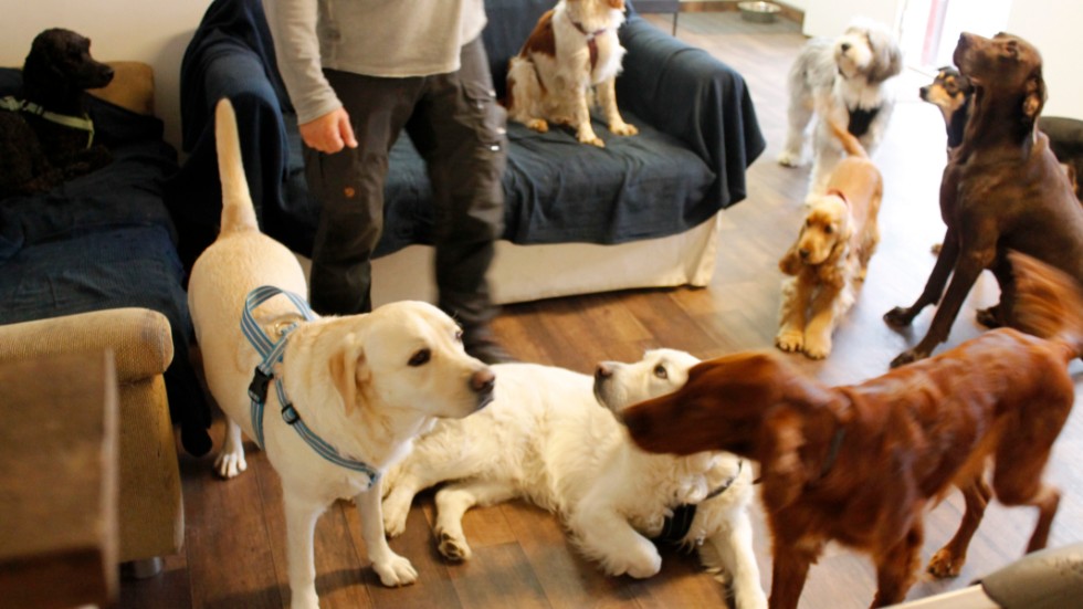 I storhundsgruppen finns tio hundar. Till vänster labradoren Dino. 