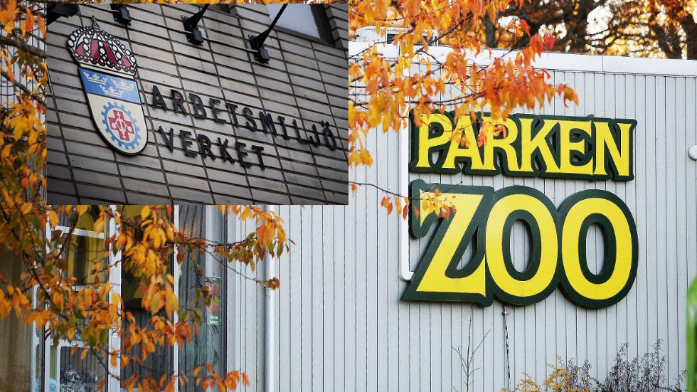 Arbetsmiljöverkets handläggare hjälpte Parken Zoo att mörka vilket typ av rovdjur det var som smet genom en lucka i september. 