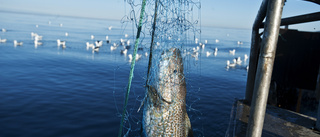 Moderaterna: Stoppa överfisket i Östersjön!