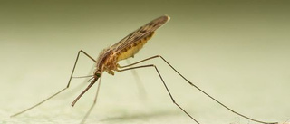 Ny malariamygga upptäckt i Sverige