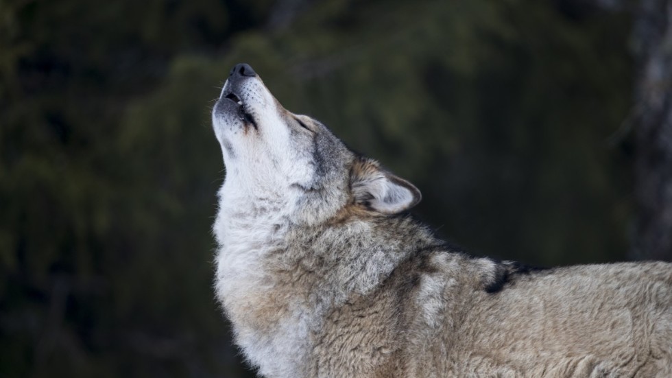 Ett mycket bra exempel på hur rovdjur i allmänhet och varg i synnerhet kan påverka ekosystemen fick vi när varg återinfördes i Yellowstone, skriver debattören.