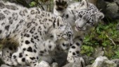 Jaktlysten snöleopard dömd till zooliv