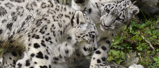 Jaktlysten snöleopard dömd till zooliv