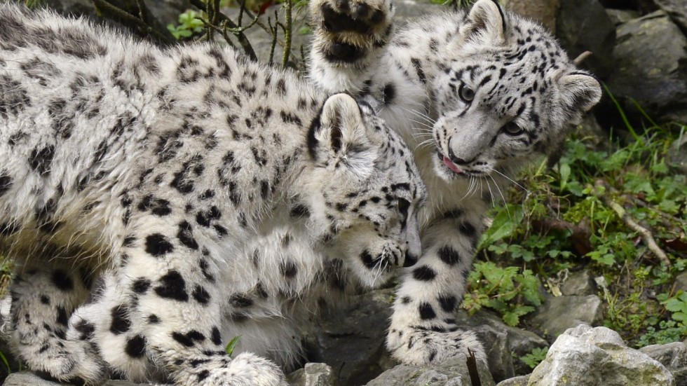 Det finns omkring 4|000 vilda snöleoparder enligt WWF. Tvillingdjuren på bilden bor i djurpark. Arkivbild.