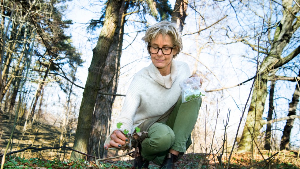 "Jag upptäckte själv hur läkande naturen var när jag blev utbränd för många år sedan. Det enda jag ville då var att vara ute i skogen", säger Lisen Sundgren.