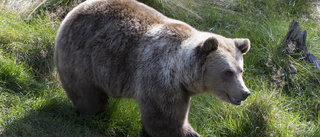 Fler björnar observerade i Finland