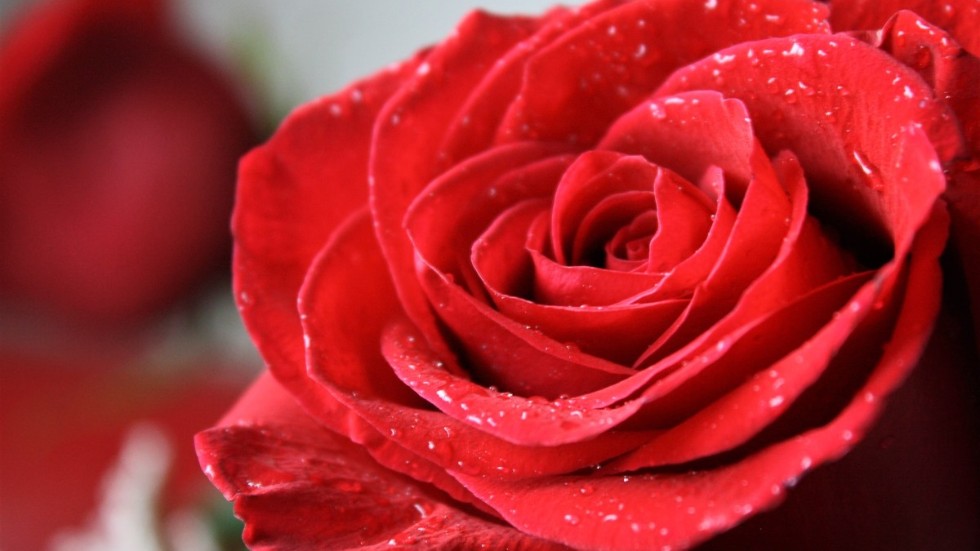 Förgyll dagen för din vardagshjälte med en Dagens ros.