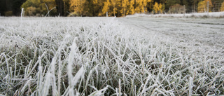 SMHI: "Kan bli minusgrader och frost"