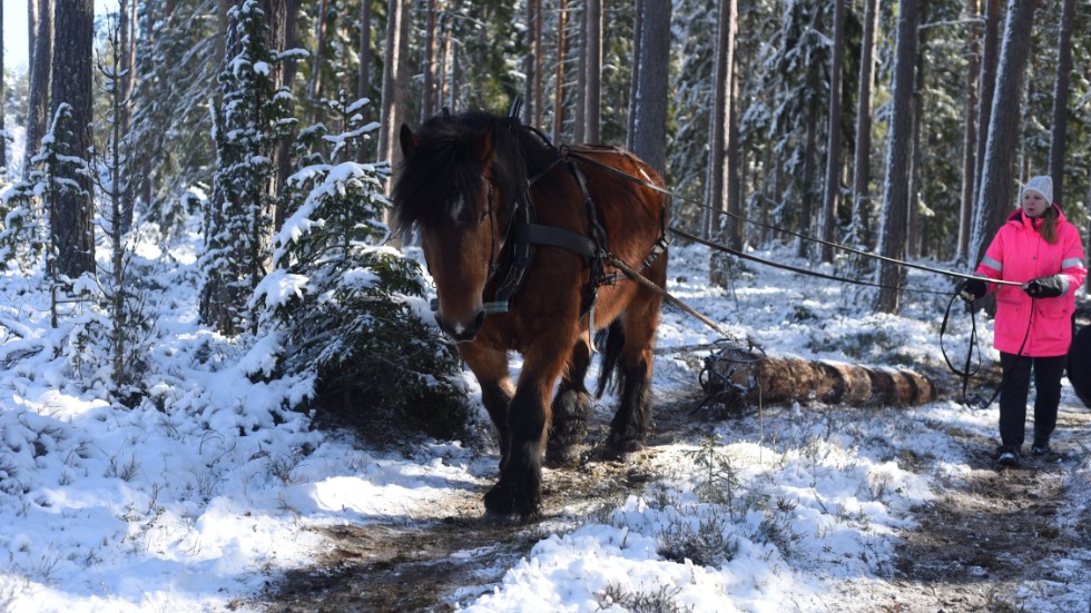En hästkraft räcker gott och väl för att få ut timmer från skogen. 20-årige Ardennern Brunte är rutinerad när det gäller skogsarbete.