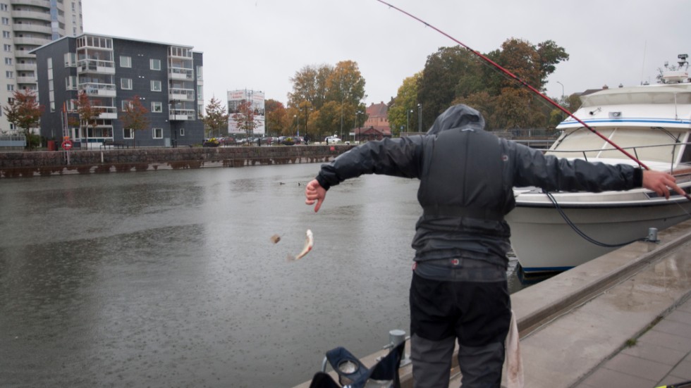 Det nappade friskt i Nyköpings hamn på onsdagseftermiddagen och plastbaljan med vatten fylldes med både abborre, mört och löja.