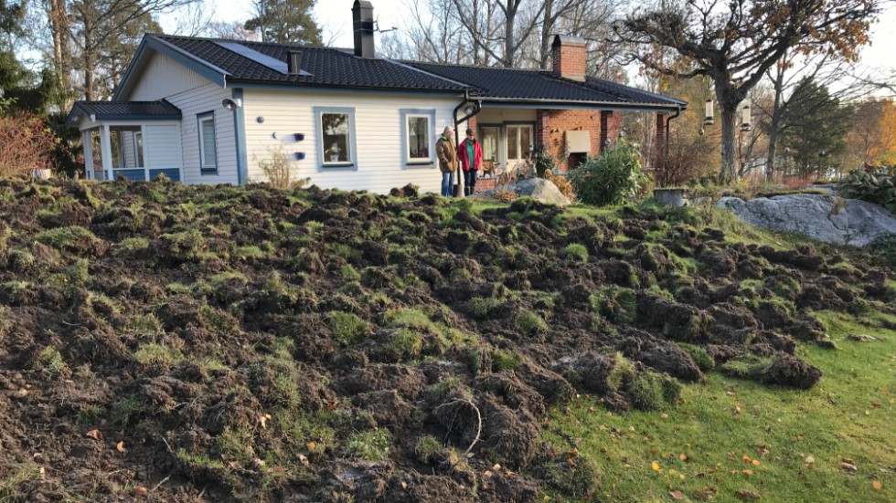 Kristina Svanström och Bertil Andersson  uppskattar att det är flera hundra kvadratmeter av tomten som har bökats upp.