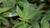 Man åtalas för cannabisodling i garderoben