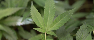Man åtalas för cannabisodling i garderoben