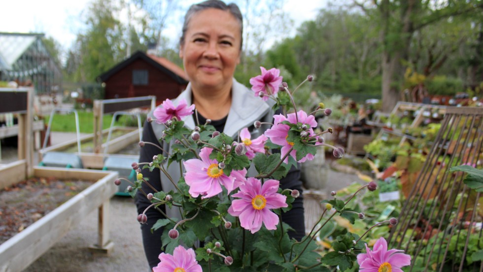 "Höstanemonen är finast nu och den blommar så länge" säger Catarinya Ståhl, på Handelsträdgård Löfstad slott.