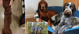 Hunden Mohito försvann under jaktprov – hittades tre dygn senare