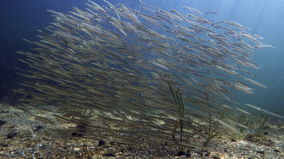 Haven fylls av allt fler men mindre fiskar, enligt en ny studie. Arkivbild.