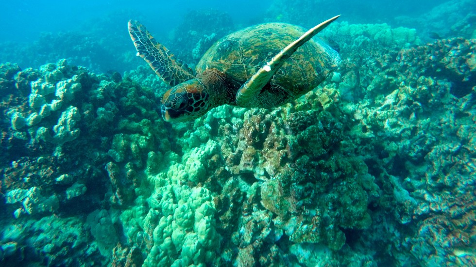 En havssköldpadda simmar över ett område med döda koraller utanför Hawaii i Stilla havet. Arkivbild.