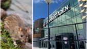 Råttor våldgästar i gallerian i Gränby: "Det är allvarligt"