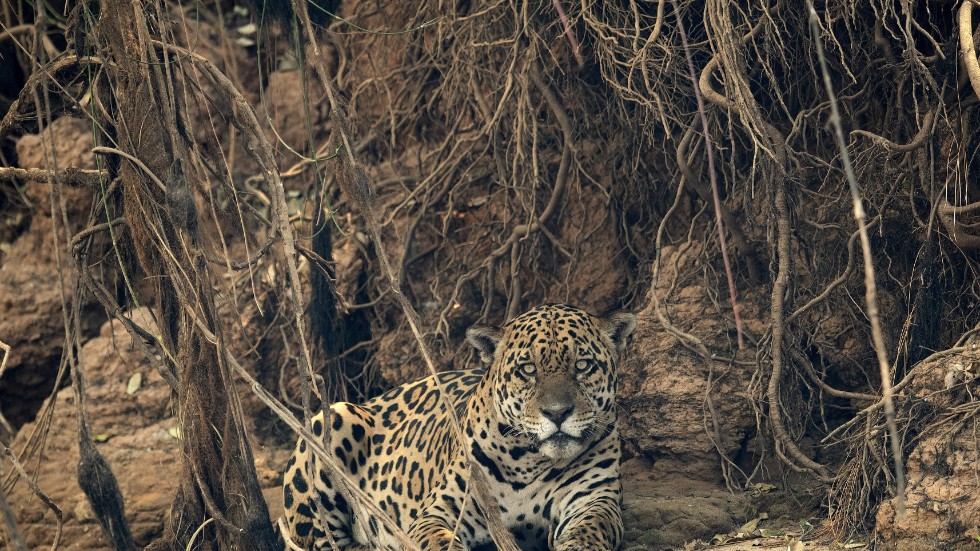 En jaguar i ett nyligen eldhärjat område i Pantanal i Brasilien, september 2020. Pantanal, som är världens största våtmark, drabbades mycket hårt av våldsamma bränder det året. Cirka 750 jaguarer, en stor andel av populationen i området, dödades, skadades eller trängdes undan av lågorna.