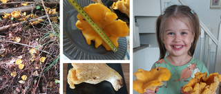 Galna kantarellfyndet: Ines, 5, kom hem med jättesvampar