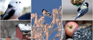Därför syntes inte fåglarna i kylan – "Är väldigt känslig"