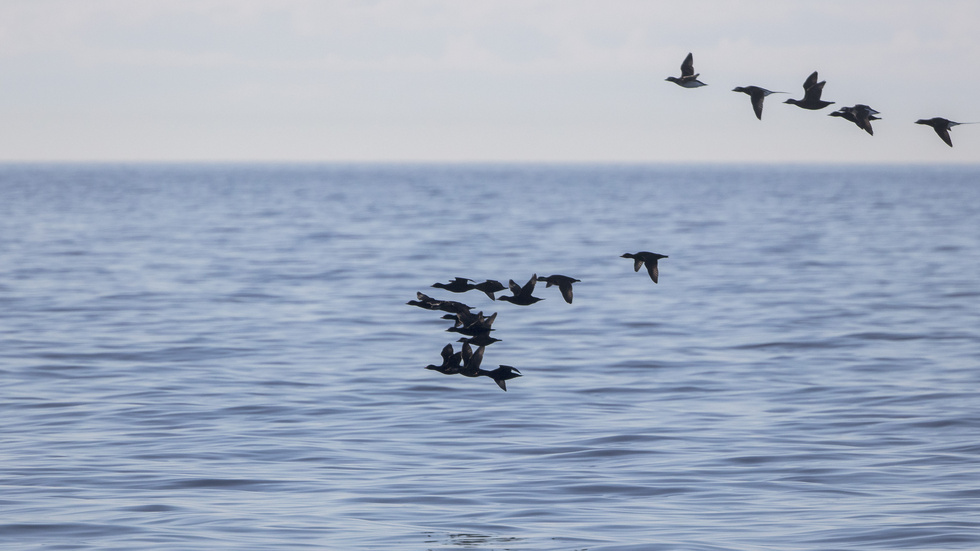 Flygande sjöorrar och alfåglar ute på havet vid den tänkta vindkraftsparken utanför Sörmlandskusten.