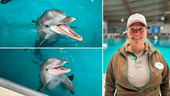Delfinerna på Kolmården ska lämna – så förbereds de inför flytten