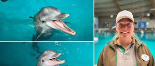 Delfinerna på Kolmården ska lämna – så förbereds de inför flytten