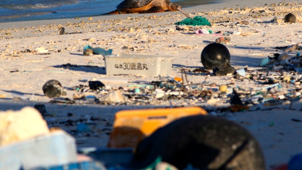 En sköldpadda vilar på en nedskräpad strand på Hawaii. Arkivbild.