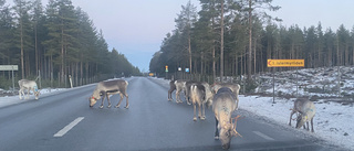 Bil i kollission med ren söder om Råneå