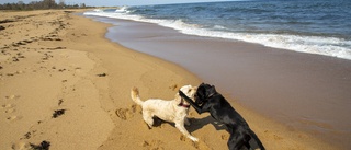 Hundägare uppmanas registrera sina hundar • Riskerar föreläggande och vite