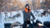 Samebyn ber regeringen om hjälp – vill stoppa Norrbotniabanan över Pitholmsheden: "Vårt bästa vinterbete är hotat"