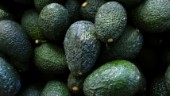 USA stoppar avokadoimport efter hot