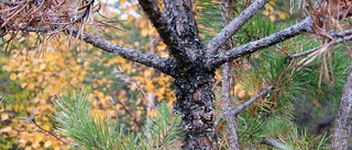 Talldödaren sprider sig i Västerbottens skogar – ”läget är allvarligt”