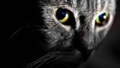 Svältande katter hittades hos kvinna – katterna omhändertogs – nu får kvinnan djurförbud