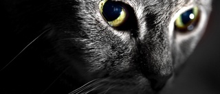 Svältande katter hittades hos kvinna – katterna omhändertogs – nu får kvinnan djurförbud