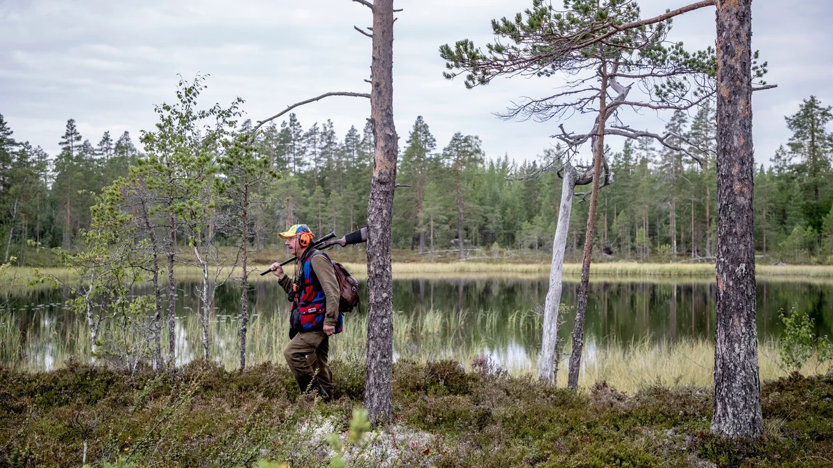 Åtta björnar skjutna i Västerbotten – en i Norran-området
