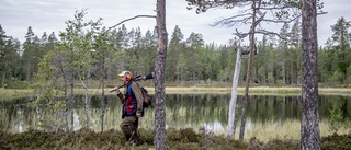 Åtta björnar skjutna i Västerbotten – en i Norran-området