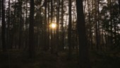 Skydda Eskilstunabornas närhet till skog och natur