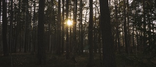 Skydda Eskilstunabornas närhet till skog och natur