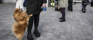 Rabies i Ukraina – flyktingars hundar isoleras