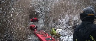 Hund räddades ur isvak