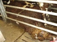 Djur trampades ihjäl på slakteriet