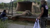Pakistan tar farväl av omtyckt elefant