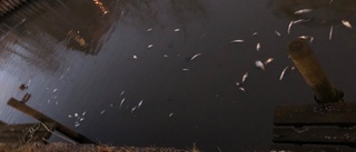 Döda fiskar i Trosaån väcker frågetecken: "Värmen kan leda till tillfällig syrebrist"