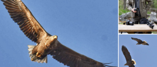 Här flyger havsörnarna över Ekeby våtmark: "Mäktigt"