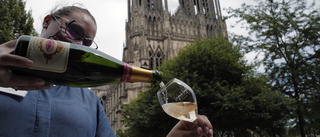 Bittert champagnekrig skuggar fransk vinskörd