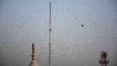 Delhi varnar för svärmar av gräshoppor